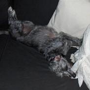 Blanding af racer Molly