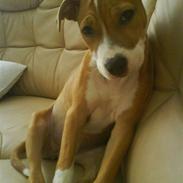 Amerikansk staffordshire terrier Molly