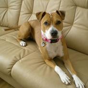 Amerikansk staffordshire terrier Molly