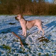 Dogo canario cani