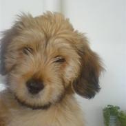 Blanding af racer Bailey