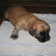 Blanding af racer Bailey