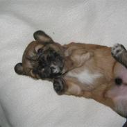 Blanding af racer Bailey