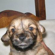 Blanding af racer Bailey