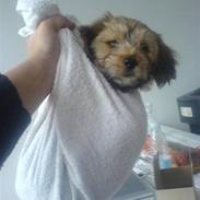 Blanding af racer Bailey