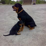 Rottweiler Britannia 