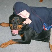 Rottweiler Britannia 