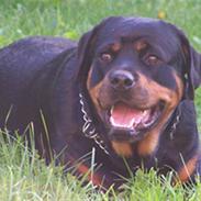 Rottweiler Britannia