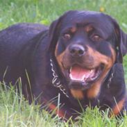 Rottweiler Britannia 