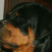 Rottweiler Britannia 