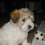 Coton de tulear Petite / Mille