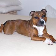 Staffordshire bull terrier Snoop