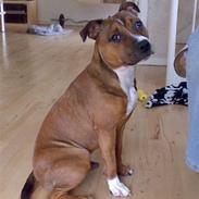 Staffordshire bull terrier Snoop