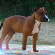 Staffordshire bull terrier Snoop