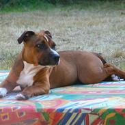 Staffordshire bull terrier Snoop