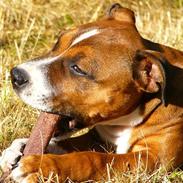 Staffordshire bull terrier Snoop