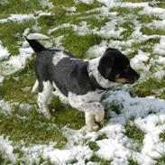 Dansk svensk gaardhund Buster