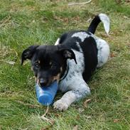 Dansk svensk gaardhund Buster
