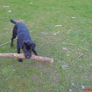 Blanding af racer Balou