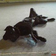 Blanding af racer Balou