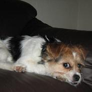 Blanding af racer Berta