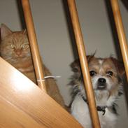 Blanding af racer Berta