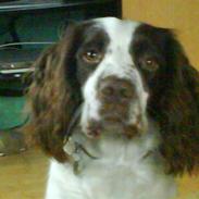 Engelsk springer spaniel Nala