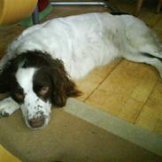 Engelsk springer spaniel Nala