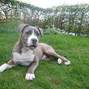 Blanding af racer Zaki