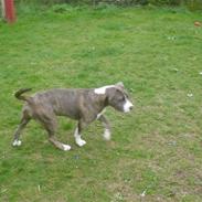 Blanding af racer Zaki