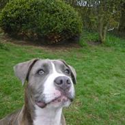 Blanding af racer Zaki