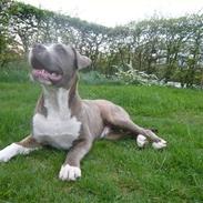 Blanding af racer Zaki