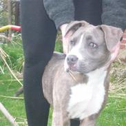 Blanding af racer Zaki