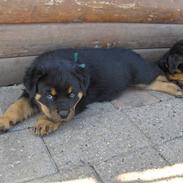 Rottweiler Vindelsbo`s Zeus N (Død)