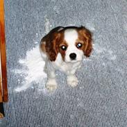 Cavalier king charles spaniel Fyrhøj Aiva