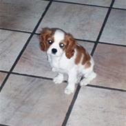 Cavalier king charles spaniel Fyrhøj Aiva