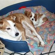 Cavalier king charles spaniel Fyrhøj Aiva