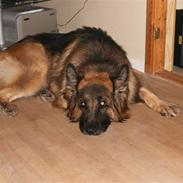 Schæferhund Berani´s Eiko. Bamse