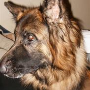 Schæferhund Berani´s Eiko. Bamse