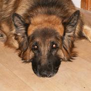 Schæferhund Berani´s Eiko. Bamse