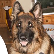 Schæferhund Berani´s Eiko. Bamse