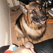 Schæferhund Berani´s Eiko. Bamse