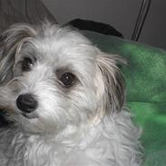 Blanding af racer Djenna