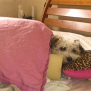 Blanding af racer Djenna