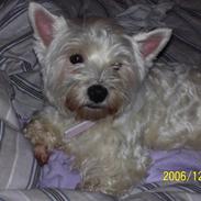 West highland white terrier Minnie