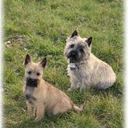 Cairn terrier Khiwas Unik Dandy