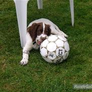 Field Trial spaniel Luka