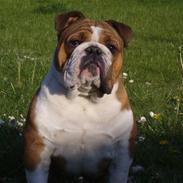 Engelsk bulldog Archie