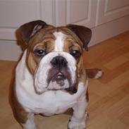 Engelsk bulldog Archie