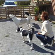 Blanding af racer Viktor døbt Destany